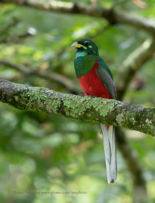 Narina Trogon - Apaloderma narina
