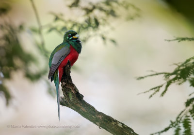 Narina Trogon - Apaloderma narina