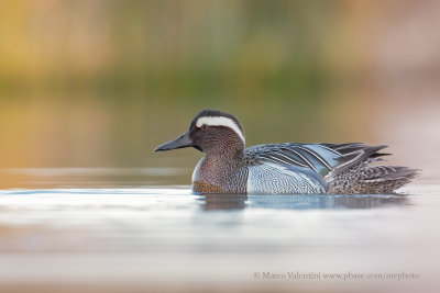 Garganey - Anas querquedula