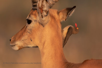 Red-billed Oxpecker - buphagus erythrorhynchus