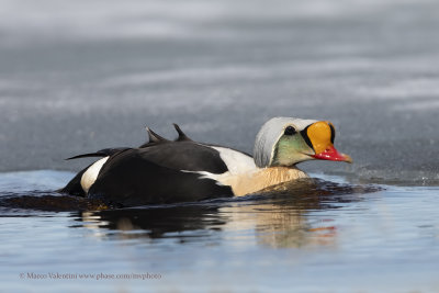 King Eider - Somateria spectabilis