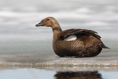 King Eider - Somateria spectabilis