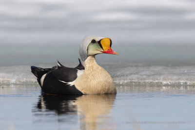 King Eider - Somateria spectabilis