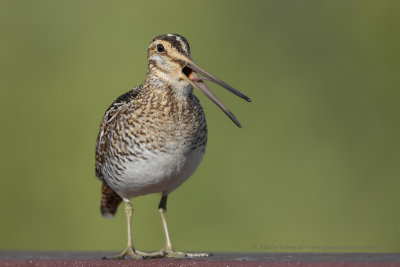 Wilson's Snipe - Gallinago delicata