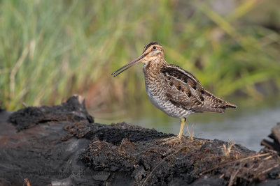 Wilson's Snipe - Gallinago delicata