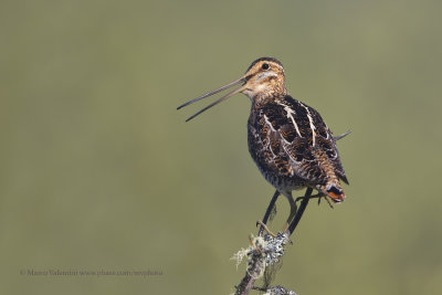 Wilson's Snipe - Gallinago delicata