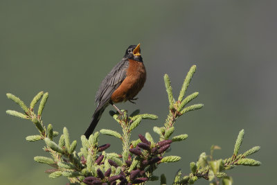 American Robin - Turdus migratorius