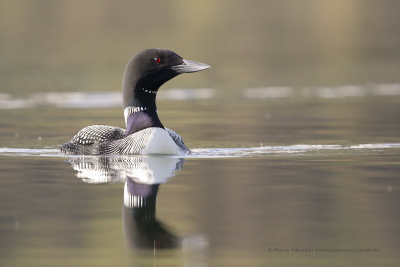 Common Loon - Gavia immer