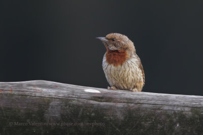 Red-throated Wryneck - Jynx ruficollis