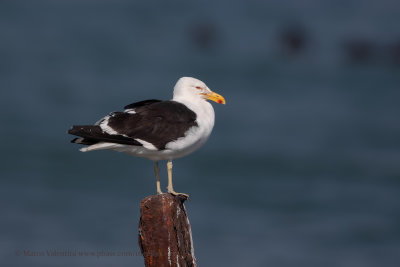 Kelp Gull - Larus dominicanus