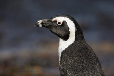 Cape Penguin - Spheniscus demersus