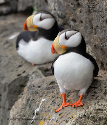 Horned Puffin - Fratercula corniculata