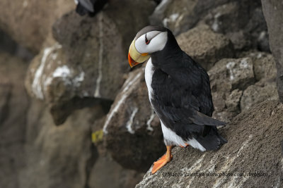 Horned Puffin - Fratercula corniculata