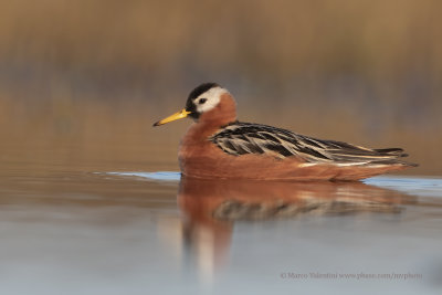 Red Phalarope - Phalaropus fulicarius