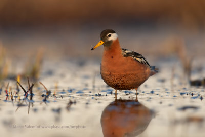 Red Phalarope - Phalaropus fulicarius