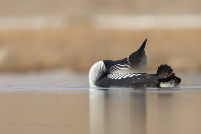 Pacific loon - Gavia pacifica