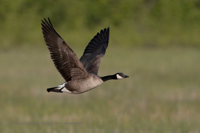 Canada goose - Branta canadensis