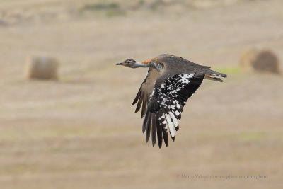 Denham's Bustard - Neotis denhami