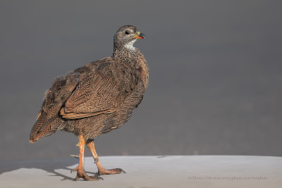 Cape francolin - Pternistis capensis