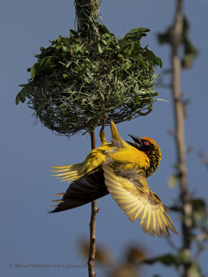 Village Weaver - Ploceus cucullatus