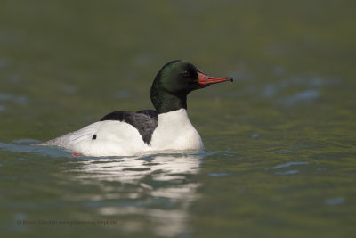 Goosander - Mergus merganser