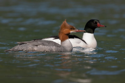 Goosander - Mergus merganser