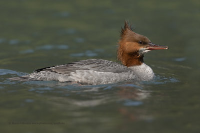Goosander - Mergus merganser