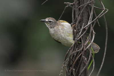 White-browed Bulbul - Pycnonotus luteolus