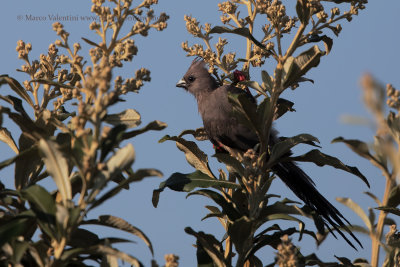 White-backed Mousebird - Colius colius