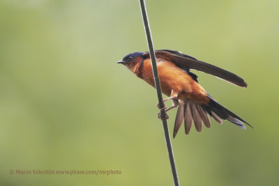 Sri Lanka Swallow - Hirundo hyperythra