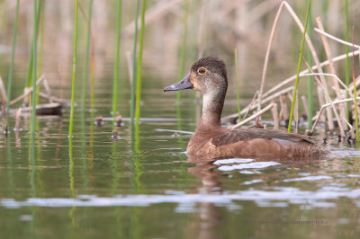 Ring-necked Duck - Aythya collaris