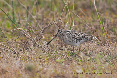 Pintail Snipe - Gallinago stenura