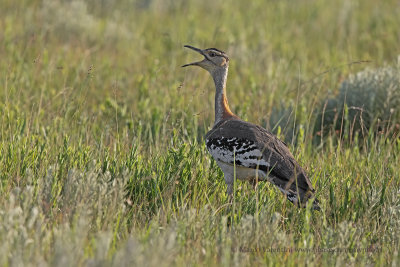 Denham's Bustard - Neotis denhami