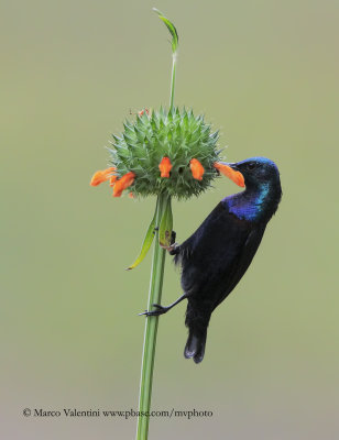 Long-billed Sunbird - Necterinia lotenia