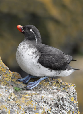 Parakeet Auklet - Aethia psittacula