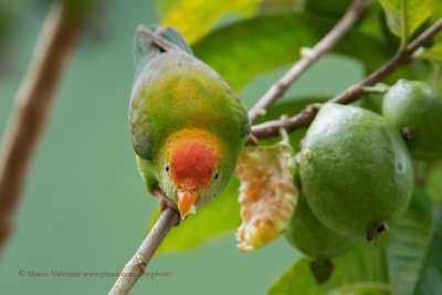 Sri Lanka Hanging parrot - Loriculus beryllinus