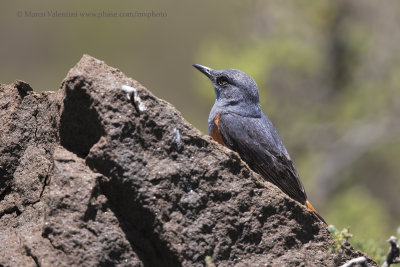Sentinel Rock-thrush - Monticola explorator