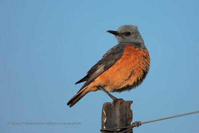 Sentinel Rock-thrush - Monticola explorator