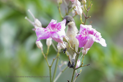 Purple-rumped Sunbird - Nectarinia zeylanica