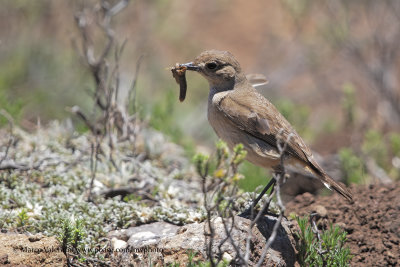 Sickle-winged Chat - Cercomela sinuata