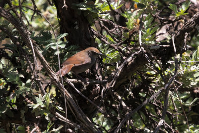 Barrat's Warbler - Bradypterus barratti