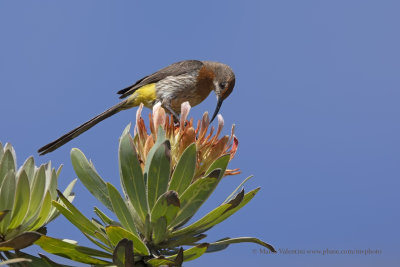 Gurney's Sugarbird - Promerops gurneyi