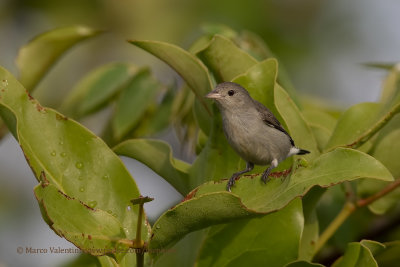 Pale-billed Flowerpecker - Dicaeum erythrorhynchos