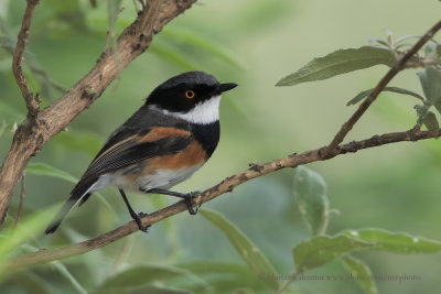 Cape Batis - Batis capensis