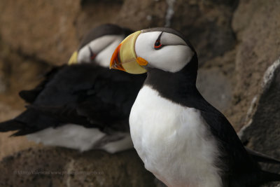 Horned Puffin - Fratercula corniculata