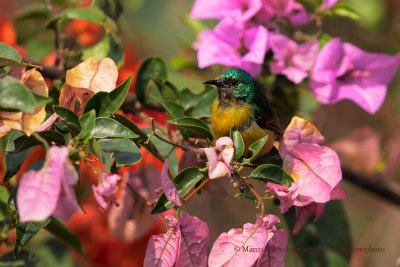 Collared sunbird - Hedydipna 