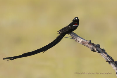Long-tailed Widowbird - Euplectes progne
