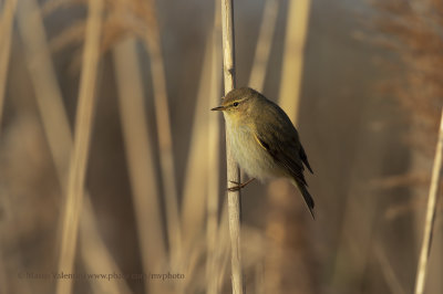 Chiffchaff - Phylloscopus collybita