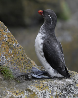 Parakeet Auklet - Aethia psittacula