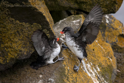 Parakeet Auklet - Aethia psittacula
